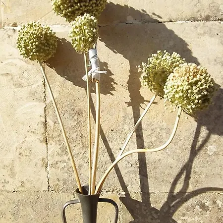 Giardino Frannicola Gasthof Maglie