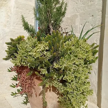 Giardino Frannicola Maison d'hôtes