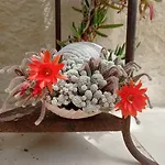 Giardino Frannicola 4* ماليي