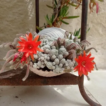 Giardino Frannicola *